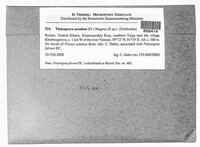 Thekopsora areolata image